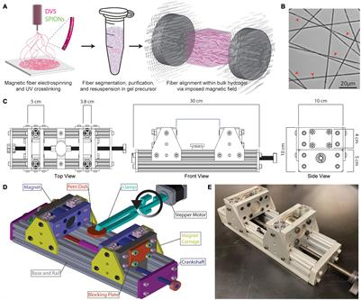 Magnetic Alignment of Electrospun Fiber Segments Within a Hydrogel Composite Guides Cell Spreading and Migration Phenotype Switching